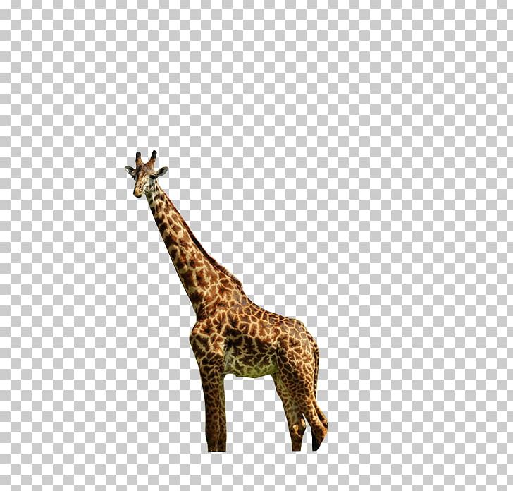 Northern Giraffe Animal Nature PNG, Clipart, Animal, Animals, Cartoon Giraffe, Cute Giraffe, Download Free PNG Download