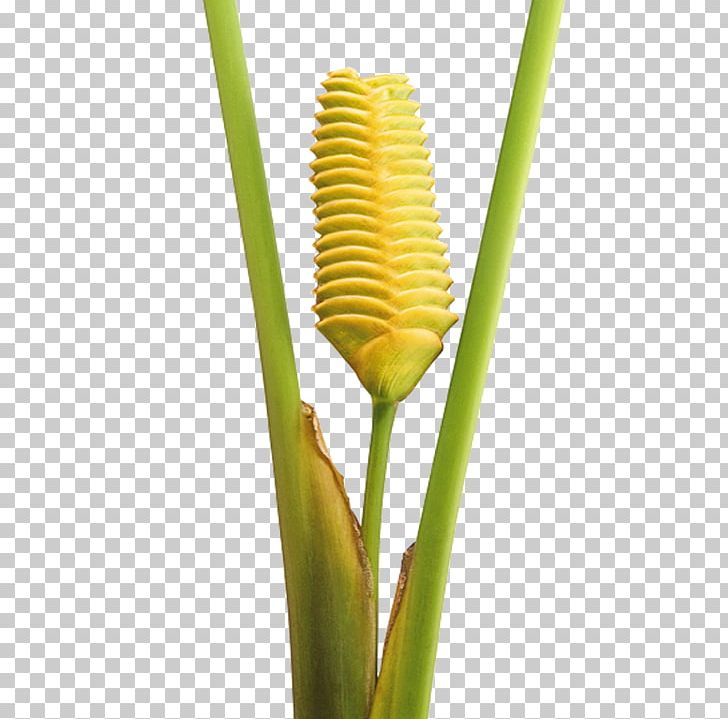 Plant Stem Grasses Commodity Family PNG, Clipart, Commodity, Family, Grass, Grasses, Grass Family Free PNG Download