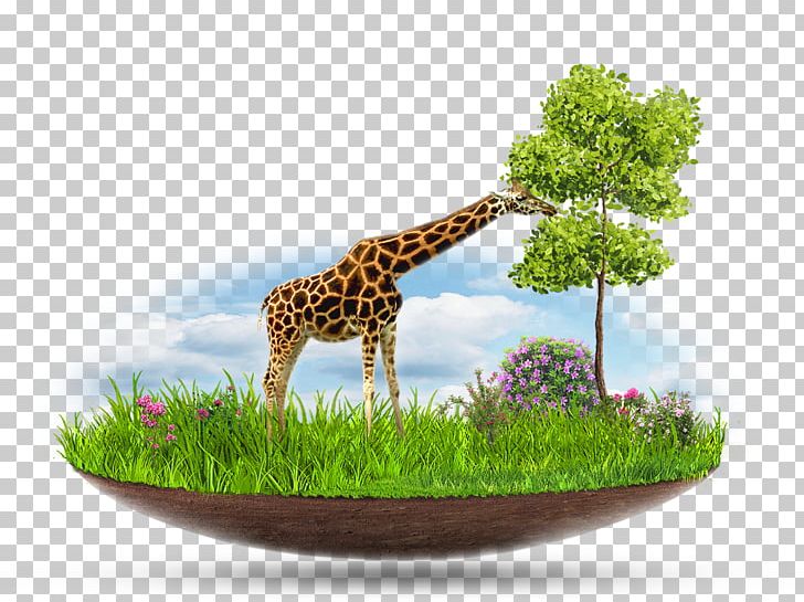 Poligrafia Industrial Design Advertising PNG, Clipart, Art, Collage, Facebook, Fauna, Giraffe Free PNG Download
