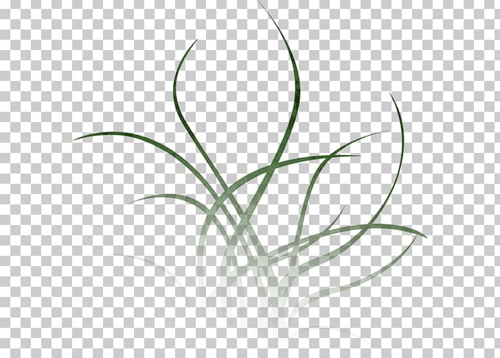 Aquatic Plants Water Leaf Singer-songwriter PNG, Clipart, Aquatic Plants, Artist, Black And White, Debiut, Flora Free PNG Download