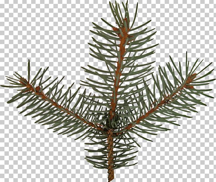 Spruce Fir Pine Larch Christmas Ornament PNG, Clipart, Branch, Christmas, Christmas Ornament, Christmas Tree, Conifer Free PNG Download