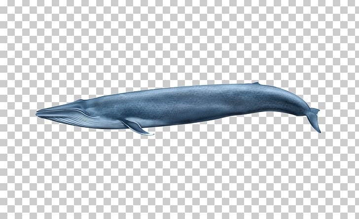 Common Bottlenose Dolphin Tucuxi Wholphin Rough-toothed Dolphin Short-beaked Common Dolphin PNG, Clipart, Animal, Aquatic Animal, Blue Whale, Common Bottlenose Dolphin, Dolphin Free PNG Download