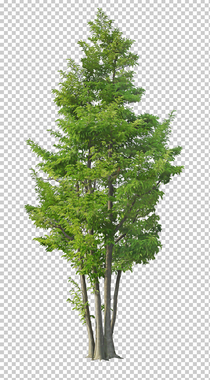 Plane PNG, Clipart, American Larch, Flower, Leaf, Lodgepole Pine, Oregon Pine Free PNG Download