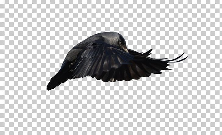 Beak Feather Crow PNG, Clipart, Animals, Beak, Bird, Crow, Feather Free PNG Download