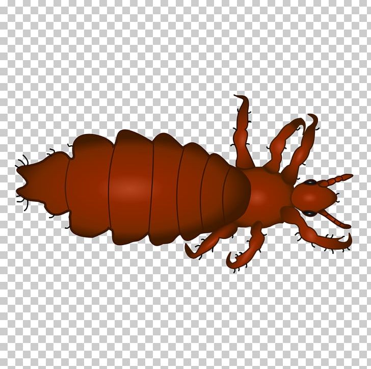 Head Louse Insect Head Lice Infestation Scalp PNG, Clipart, Animals, Arthropod, Blood, Child, Head Free PNG Download