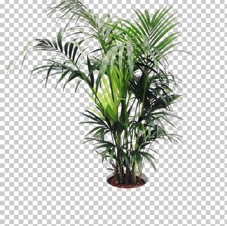 Oil Palms Flowerpot Houseplant Plant Stem PNG, Clipart, Arecales, Elaeis, Evergreen, Flowerpot, Grass Free PNG Download