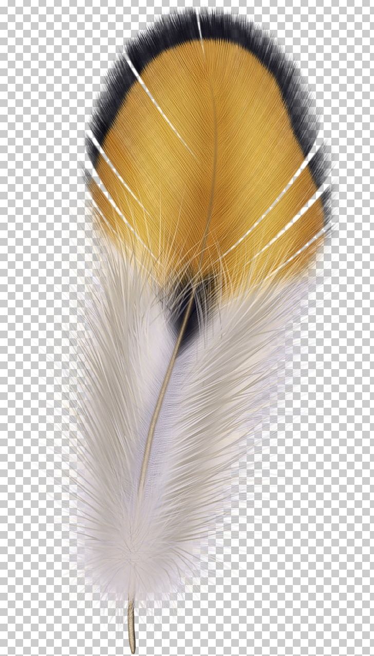 Bird The Floating Feather Pen PNG, Clipart, Animals, Argus, Bird, Clip Art, Drawing Free PNG Download