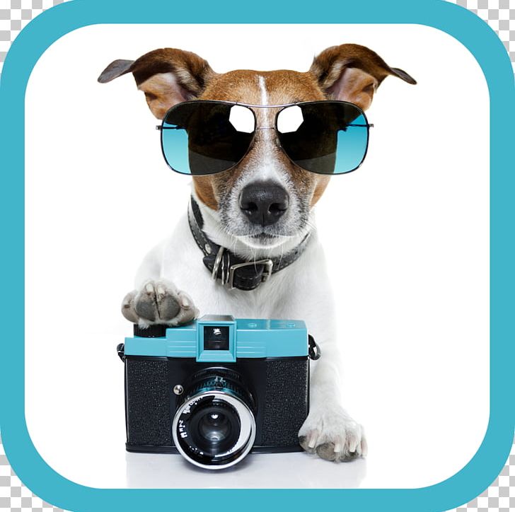 Jack Russell Terrier Pet Sitting Puppy Stock Photography PNG, Clipart, Animals, Camera, Companion Dog, Dog, Dog Breed Free PNG Download