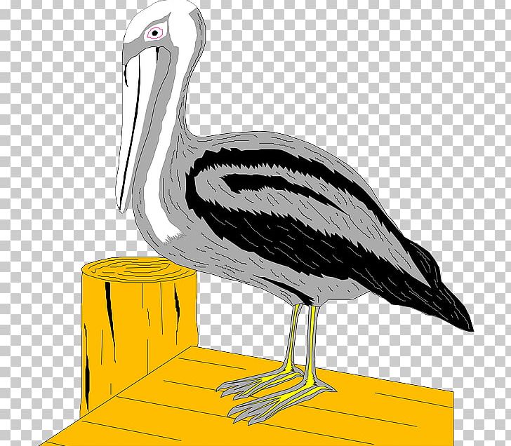 Pelican Stork Bird PNG, Clipart, Animals, Beak, Bird, Ciconiiformes, Computer Icons Free PNG Download