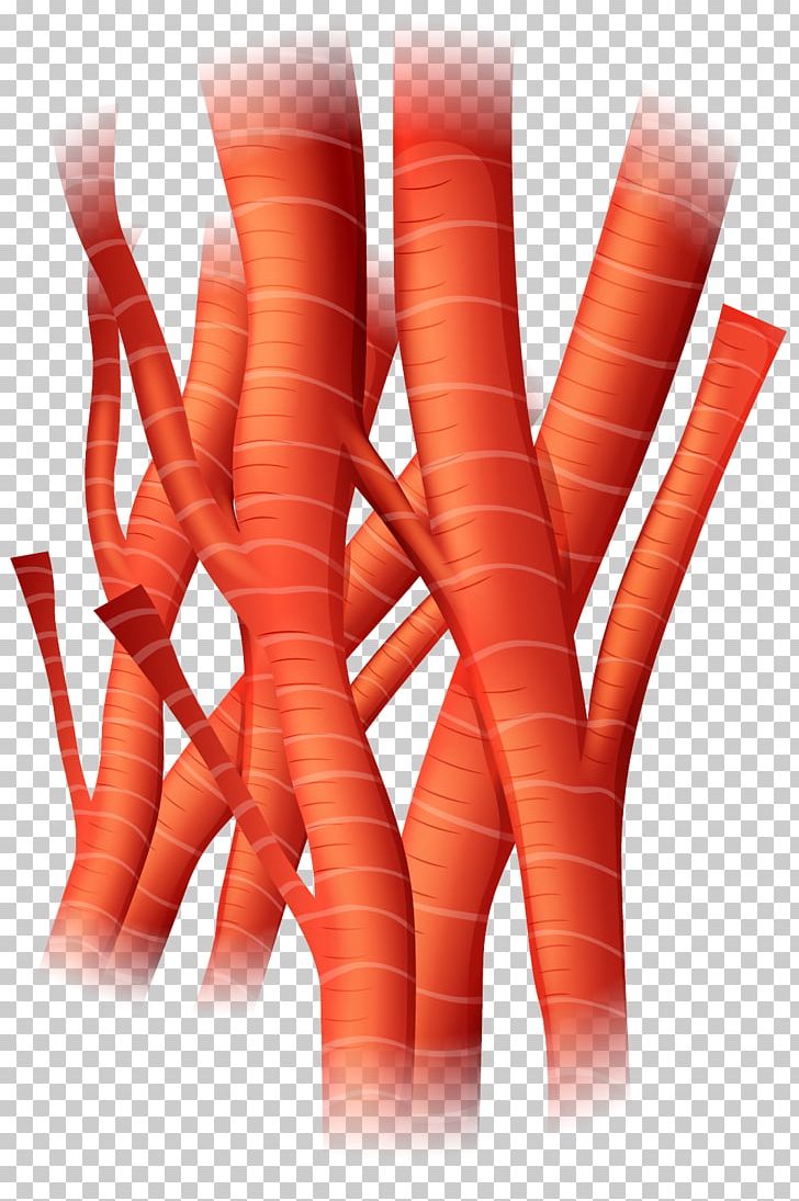 Blood Vessel Artery Cell Heart PNG, Clipart, Arm, Atheroma, Cardiac Pacemaker, Carrot, Hand Free PNG Download