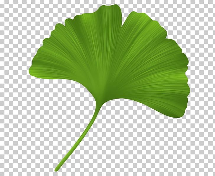 Ginkgo Biloba Leaf Oil Stearic Acid Plant PNG, Clipart, Alcohol, Betaine, Common Sage, Extract, Ginkgoaceae Free PNG Download
