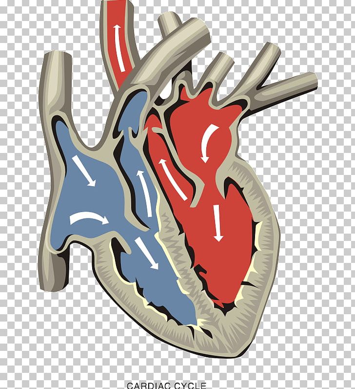 Pulmonary Artery Ventricle Heart Valve Atrium PNG, Clipart, Aorta, Blood, Circulatory System, Heart, Heart Valve Free PNG Download