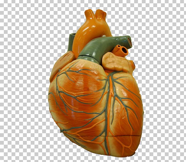 Pumpkin Calabaza Winter Squash Cucurbita Anatomy PNG, Clipart, Anatomy, Calabaza, Cucurbita, Heart, Human Body Free PNG Download