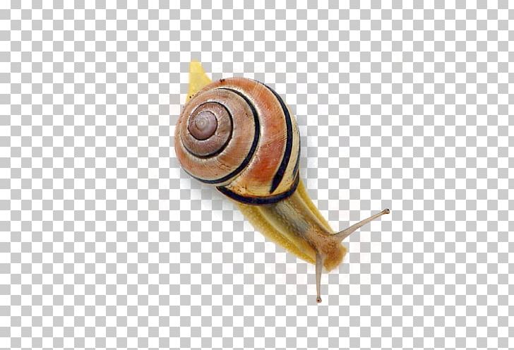 Snail Orthogastropoda PNG, Clipart, Animals, Baby Crawling, Crawl, Crawling, Crawling Baby Free PNG Download