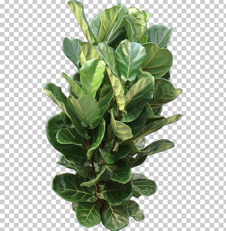 Fiddle-leaf Fig Weeping Fig Common Fig Houseplant PNG, Clipart, Arrowroot Family, Bonsai, Chard, Common Fig, Cutting Free PNG Download