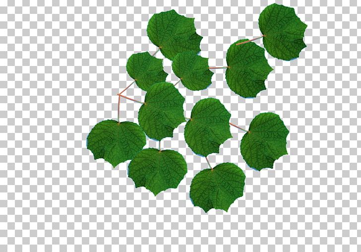 Leaf Herb Annual Plant PNG, Clipart, Annual Plant, Bunchitwithcountry, Centella, Grapevine Family, Grass Free PNG Download