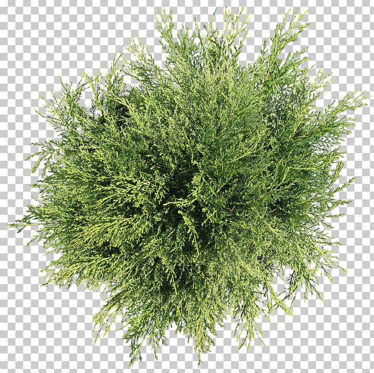 Tree Plant Shrub PNG, Clipart, Bamboo, Conifer, Cypress Family, Desktop Wallpaper, Evergreen Free PNG Download