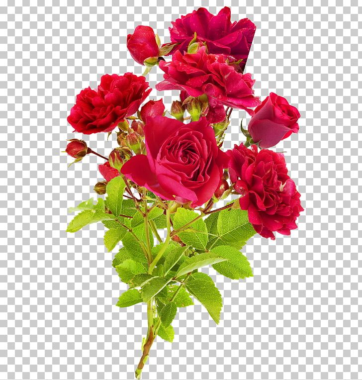 Garden Roses Cut Flowers Cabbage Rose Suvelilled PNG, Clipart, Annual Plant, Artificial Flower, Blog, Cut Flowers, Floral Design Free PNG Download