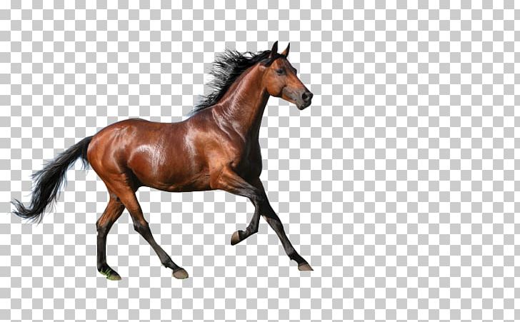 Horse High-definition Television Equestrianism 4K Resolution PNG, Clipart, 4k Resolution, 1080p, 2160p, Animals, Black Free PNG Download