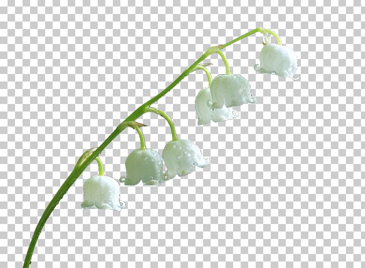 Blog Lily Of The Valley Computer Icons PNG, Clipart, Blog, Coffee Cup, Computer Icons, Cup, Daum Free PNG Download