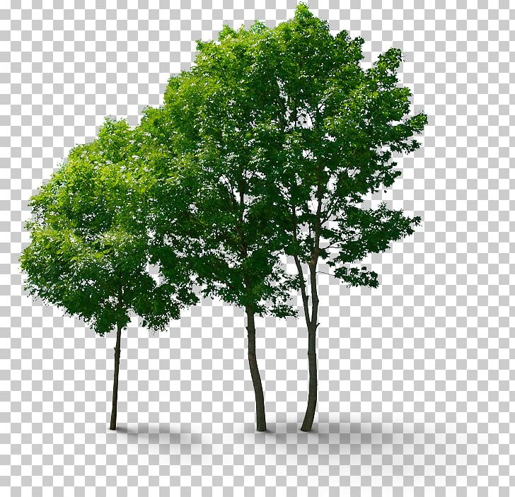 Branch Tree Stock Photography PNG, Clipart, Branch, Canopy, Deck, Devotion, European Beech Free PNG Download