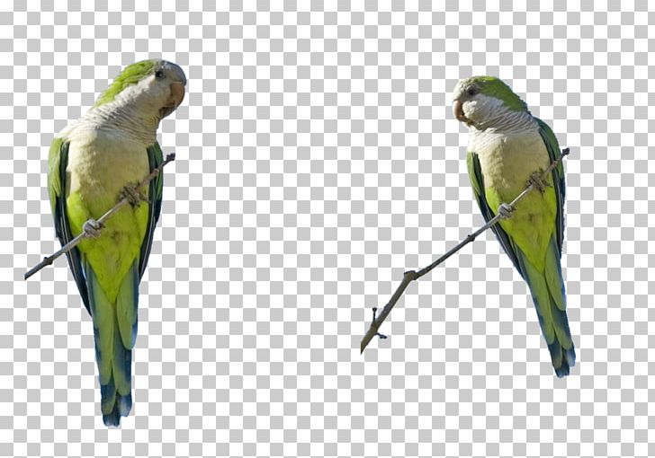 Budgerigar Lovebird Parakeet Macaw Art PNG, Clipart, Animals, Art, Artist, Beak, Bird Free PNG Download