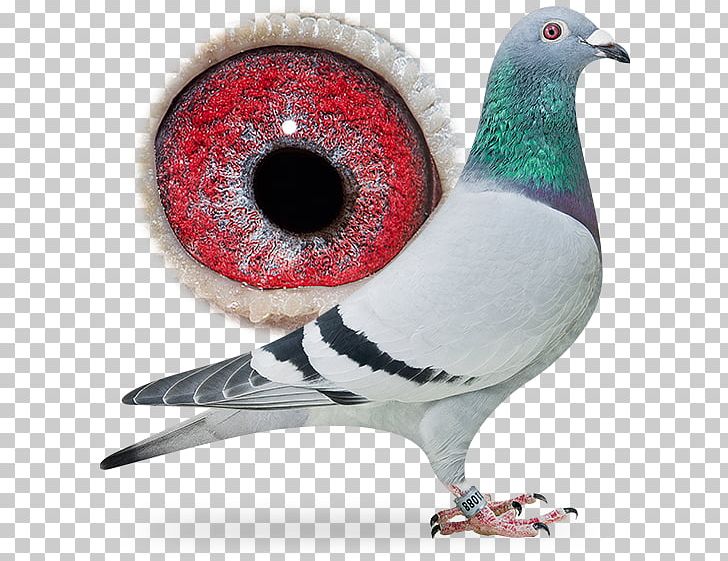 Columbidae Rock Dove Homing Pigeon HQ Trivia Racing Homer PNG, Clipart, Android, Animals, Beak, Bird, Columbidae Free PNG Download