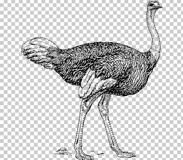 Common Ostrich Drawing Line Art PNG, Clipart, Animals, Art, Beak, Bird, Black And White Free PNG Download