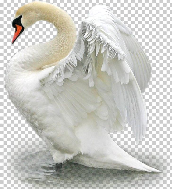 Mute Swan Bird Duck Goose Mallard PNG, Clipart, Animals, Anseriformes, Beak, Black Swan, Canada Goose Free PNG Download