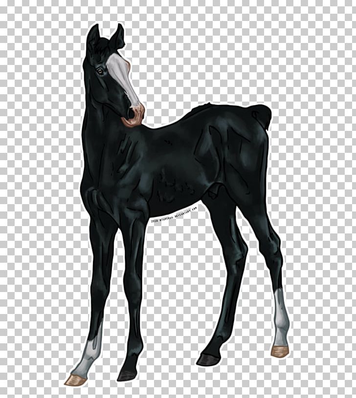 Stallion Mustang Foal Colt Mare PNG, Clipart,  Free PNG Download