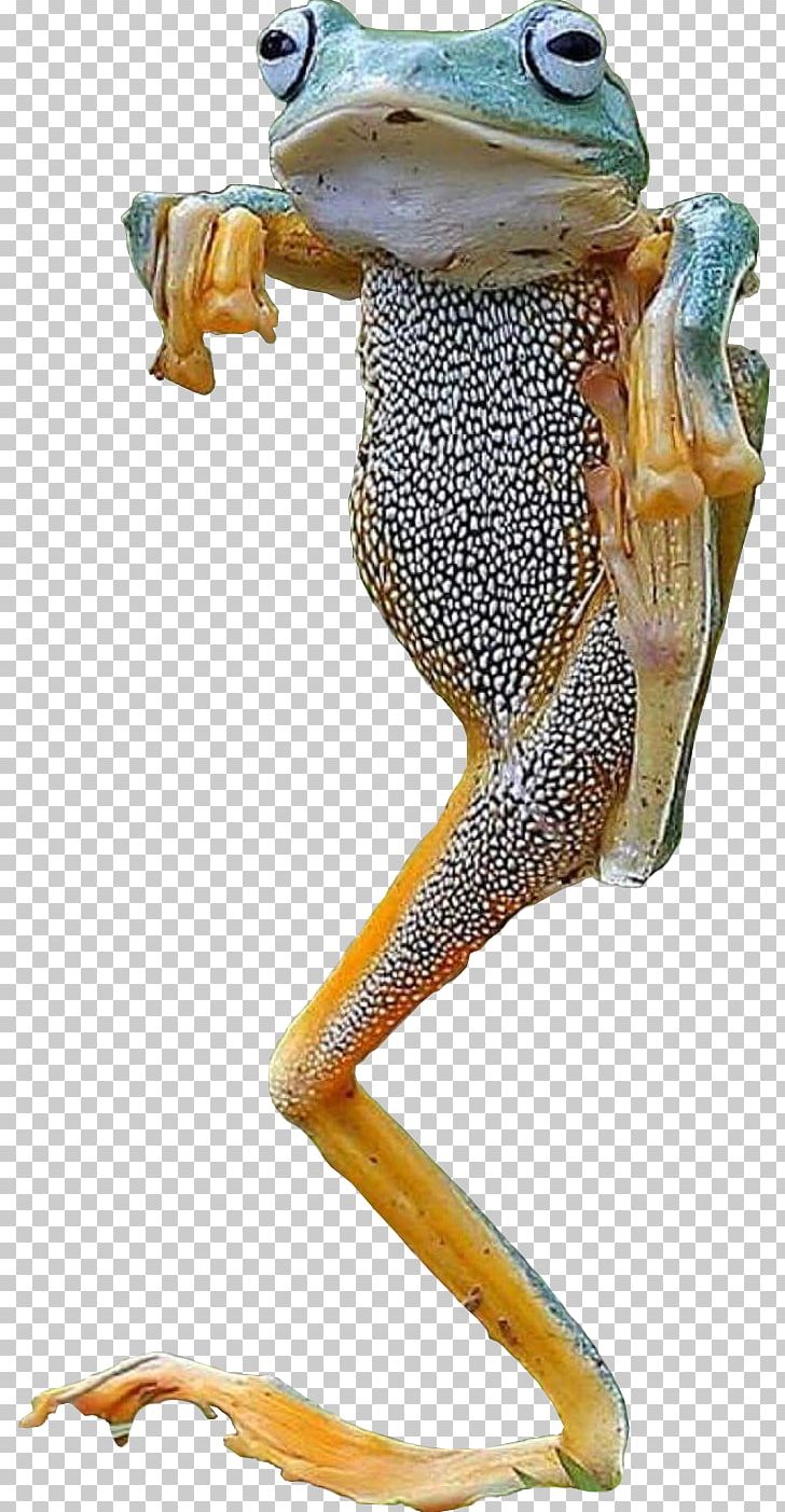 True Frog Toad Tree Frog Terrestrial Animal PNG, Clipart, Amphibian, Animal, Animals, Fauna, Frog Free PNG Download