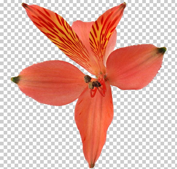 Zhiguli Mountains Orchids Lily Of The Incas Cut Flowers PNG, Clipart, Alstroemeriaceae, Amaryllis, Amaryllis Belladonna, Cut Flowers, Eau De Toilette Free PNG Download