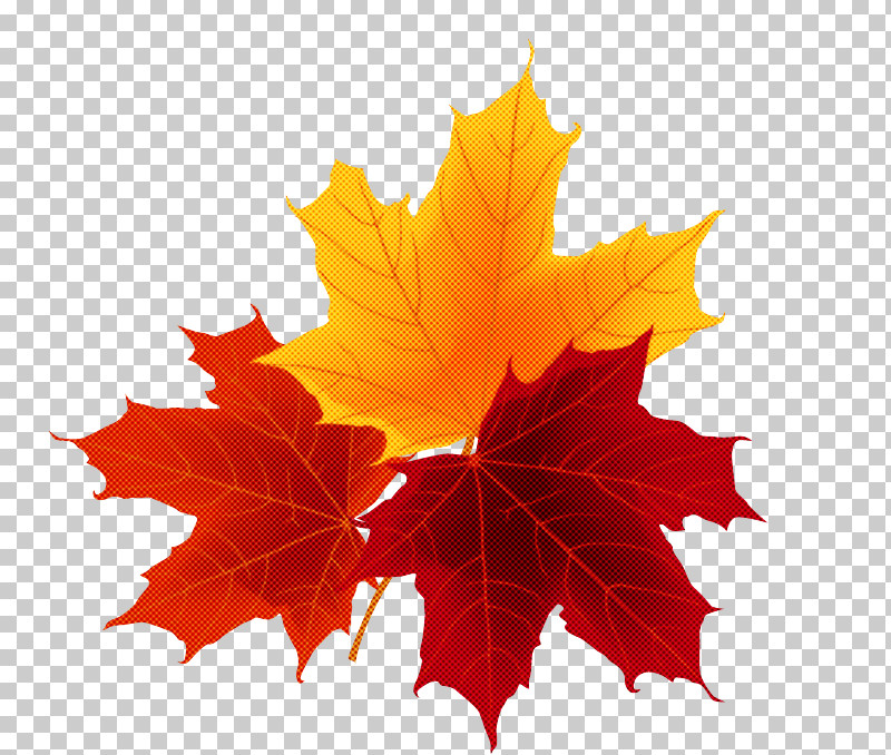 Maple Leaf PNG, Clipart, Abscission, Autumn, Autumn Leaf Color, Autumn Maple Leaf, Da Free PNG Download