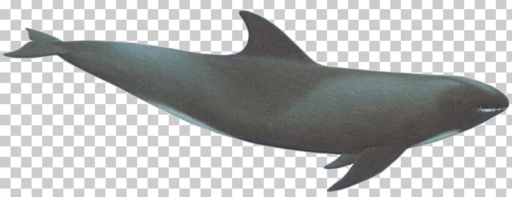 Common Bottlenose Dolphin Tucuxi Rough-toothed Dolphin Wholphin White-beaked Dolphin PNG, Clipart, Animals, Bottlenose Dolphin, Cetacea, Fauna, Mammal Free PNG Download