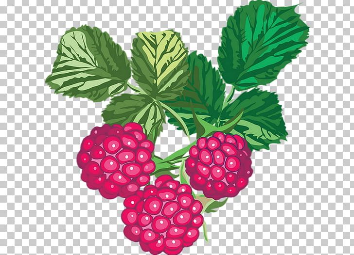 Fruit PNG, Clipart, Art, Berry, Blackberry, Color, Currant Free PNG Download