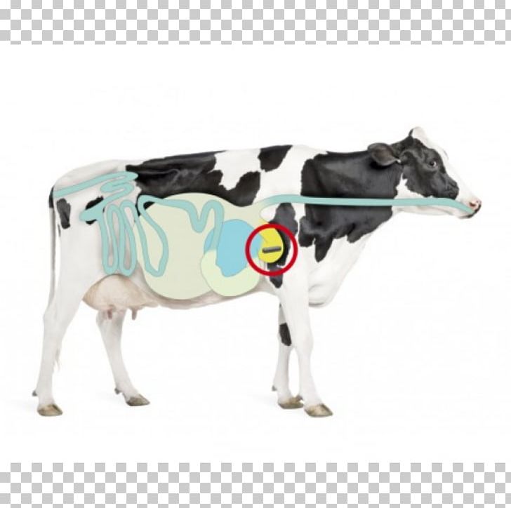 Holstein Friesian Cattle Simmental Cattle Fleckvieh Dairy Cattle Milk PNG, Clipart, Advertising, Alamy, Cattle, Cattle Like Mammal, Cow Free PNG Download