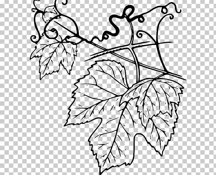 Common Grape Vine Grape Leaves PNG, Clipart, Branch, Cucumber, Drawing, Flora, Floral Design Free PNG Download