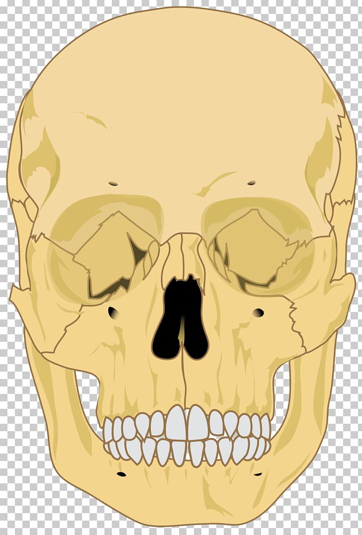 Human Skeleton Skull Human Body Homo Sapiens PNG, Clipart, Anatomy, Bone, Brain, Face, Head Free PNG Download