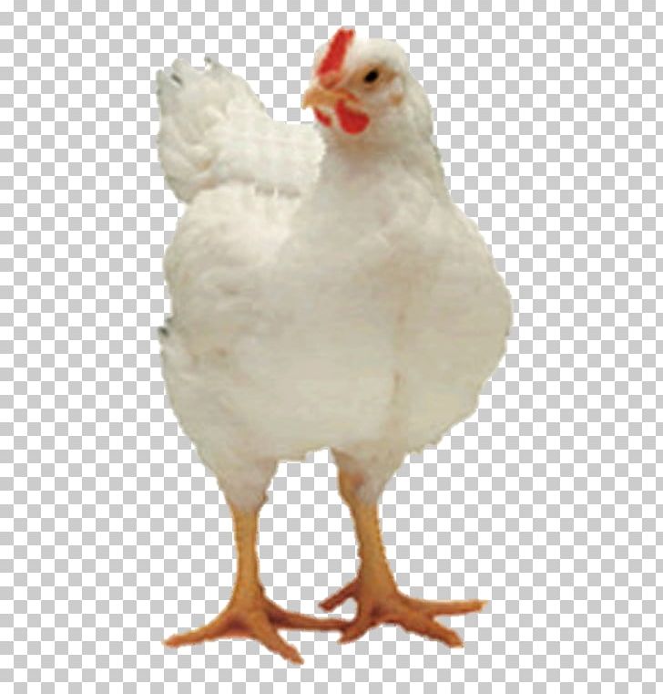 Rooster Broiler Appenzeller Andalusian Chicken Delaware Chicken PNG, Clipart, Agriculture, Andalusian Chicken, Animal Feed, Appenzeller, Appenzeller Spitzhauben Free PNG Download