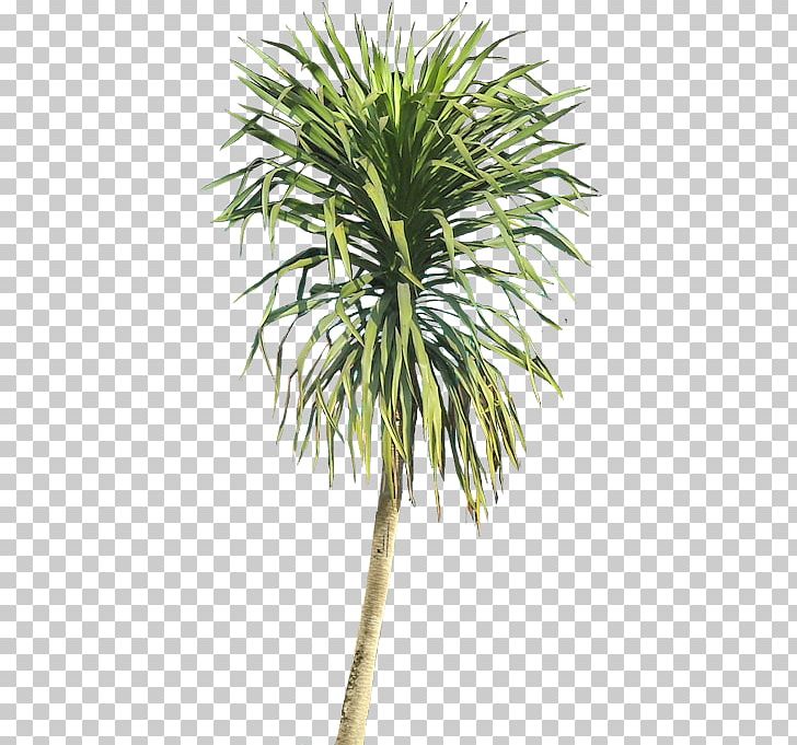 Shrub Plant Dragon Tree PNG, Clipart, Arecaceae, Arecales, Areca Palm, Attalea Speciosa, Borassus Flabellifer Free PNG Download