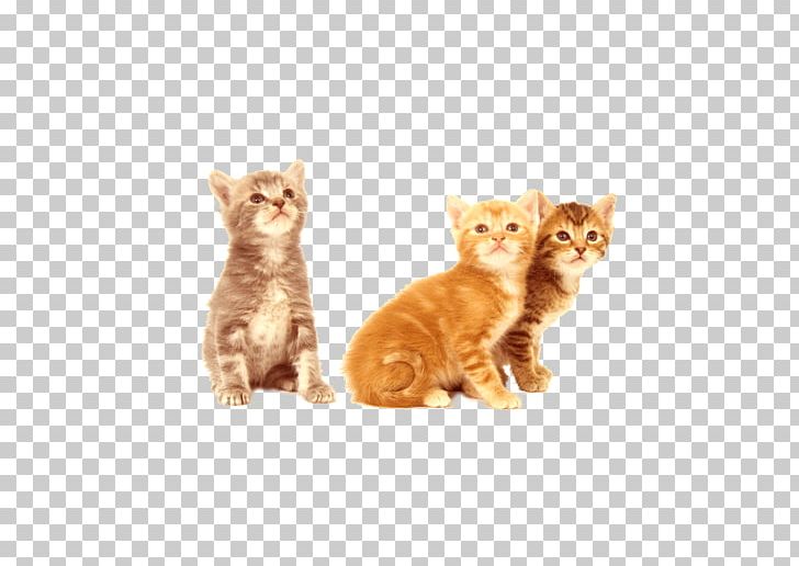 Siamese Cat Dog Kitten Oil Painting PNG, Clipart, American Shorthair, Animal, Animals, Art, Carnivoran Free PNG Download