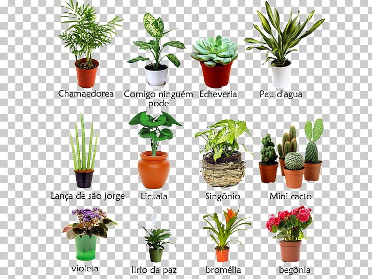 Garden Houseplant Plants Ornamental Plant Sunroom PNG, Clipart,  Free PNG Download