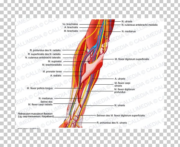 Nerve Muscle Elbow Human Anatomy PNG, Clipart, Anatomy, Angle, Arm, Blood Vessel, Brachialis Muscle Free PNG Download