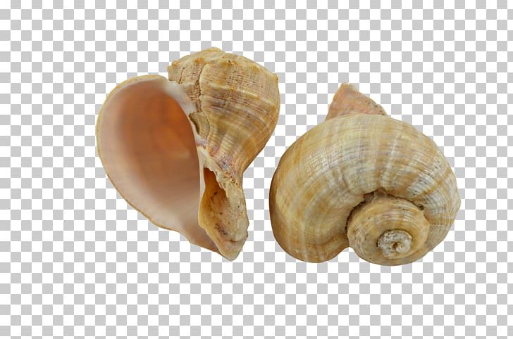 Seashell Gastropods Clam Snail Escargot PNG, Clipart, Animals, Baltic Clam, Clam, Clams Oysters Mussels And Scallops, Cockle Free PNG Download