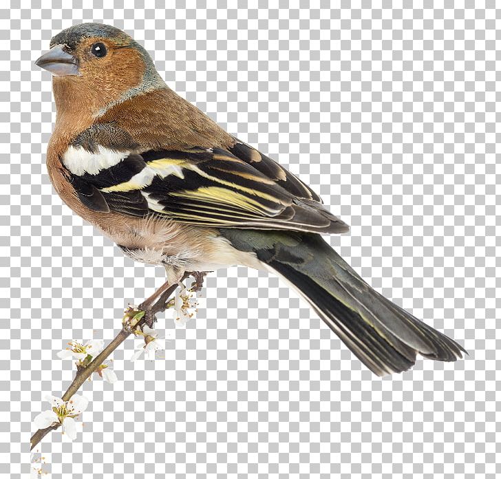 Common Chaffinch Bird House Sparrow Stock Photography PNG, Clipart, American Sparrows, Animals, Bea, Bird, Brambling Free PNG Download