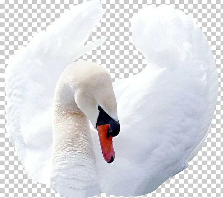 Cygnini Neck Beak PNG, Clipart, Beak, Bird, Cygnini, Ducks Geese And Swans, Neck Free PNG Download
