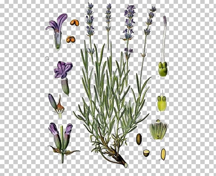 English Lavender Kxf6hlers Medicinal Plants Lavandula Latifolia Lamiaceae PNG, Clipart, Branch, Cut Flowers, Flora, Floral Design, Floristry Free PNG Download