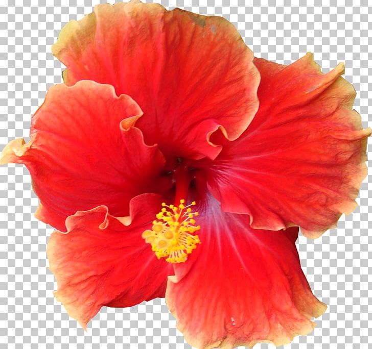Flower Shoeblackplant PNG, Clipart, China Rose, Chinese Hibiscus, Color, Comic, Computer Software Free PNG Download