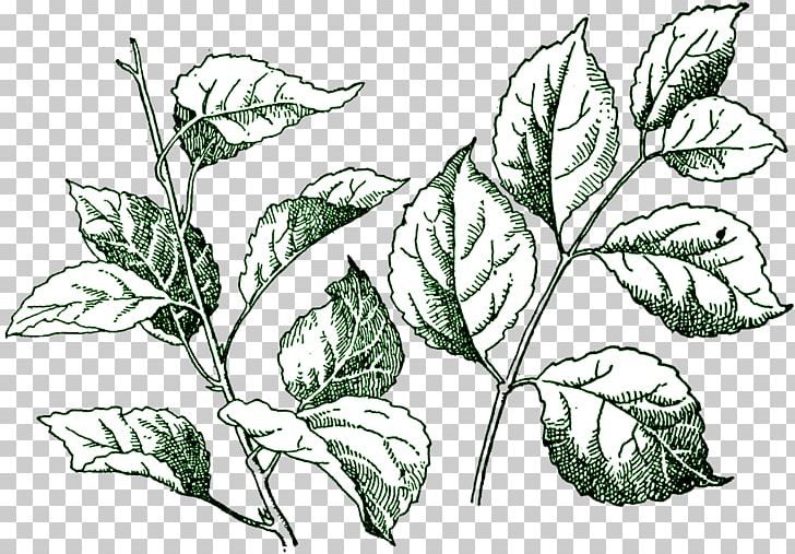 Leaf PNG, Clipart, Black And White, Branch, Color, Digital Stamp, Document Free PNG Download