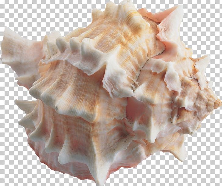 Seashell Sea Snail Cockle Marine PNG, Clipart, Animal Fat, Animals, Clams, Clams Oysters Mussels And Scallops, Cockle Free PNG Download